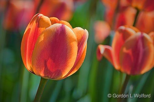 Red & Orange Tulip_25155.jpg - Photographed at the 2011 Canadian Tulip Festival in Ottawa, Ontario, Canada.